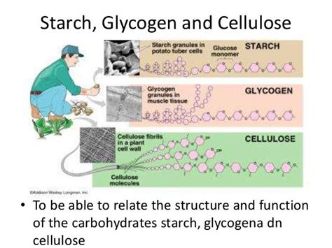 how are starch and glycogen similar to cellulose